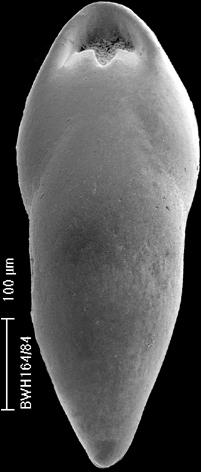 Pleurostomella acuta Hantken, 1875 Pleurostomella acuta Hantken, 1875