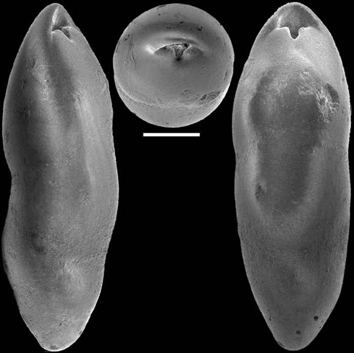 Pleurostomella acuta Hantken, 1875 Identified specimen