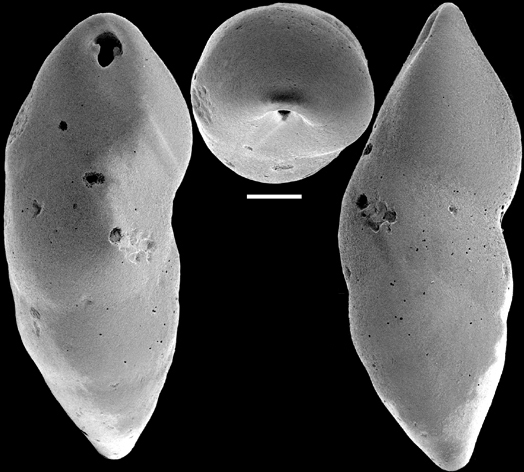 Pleurostomella acuta Hantken, 1875 Identified specimen