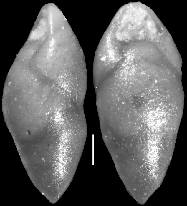 Pleurostomella clavata Cushman, 1926 Holotype