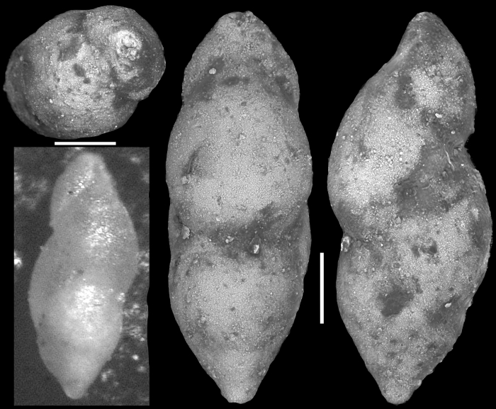 Pleurostomella aguafrescaensis Todd & Kniker, 1952 Holotype Pleurostomella aguafrescaensis Todd & Kniker, 1952 Holotype