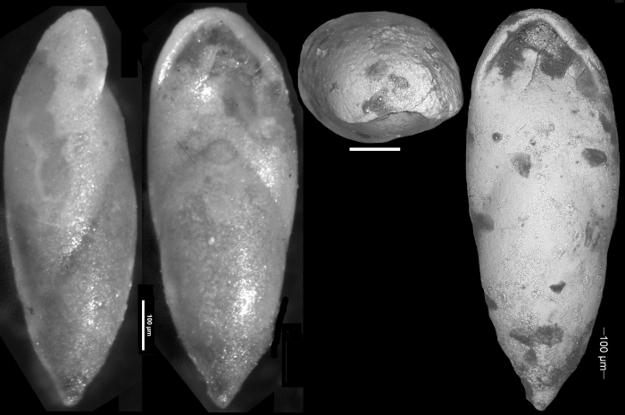 Pleurostomella alazanensis Cushman, 1925. Holotype