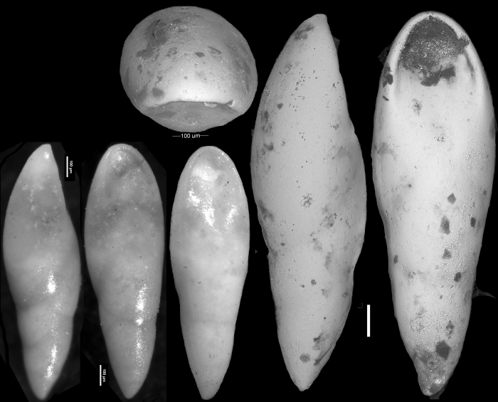 Pleurostomella alazanensis var. cubensis Cushman & Bermudez, 1937. Holotype