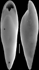 Pleurostomella alazanensis Cushman, 1925. Identified specimen