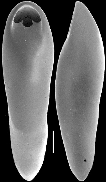 Pleurostomella alazanensis Cushman, 1925. Identified specimen Pleurostomella alazanensis Cushman, 1925. Identified specimen