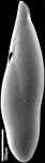 Pleurostomella alazanensis Cushman, 1925. Identified specimen., author: Hayward, Bruce