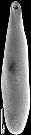 Pleurostomella alazanensis Cushman, 1925. Identified specimen