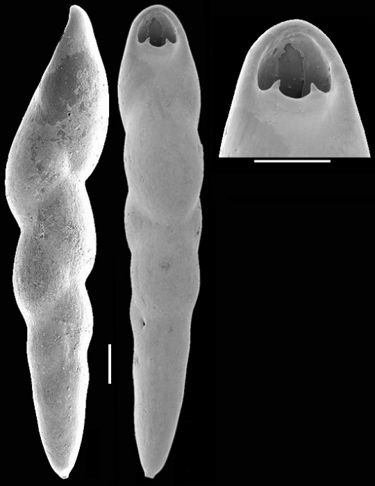 Pleurostomella alternans Schwager, 1866. Identified specimen Pleurostomella alternans Schwager, 1866. Identified specimen