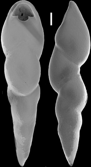 Pleurostomella alternans Schwager, 1866. Identified specimen