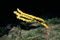 Porifera (sponges)