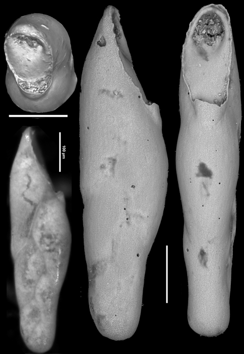 Pleurostomella schuberti Cushman & Harris, 1927 Holotype