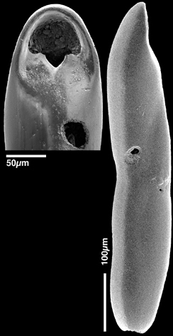 Pleurostomella bolivinoides Schubert, 1911. Identified specimen Pleurostomella bolivinoides Schubert, 1911. Identified specimen