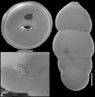 Pleurostomella globulifera Franke, 1913. Identified specimen