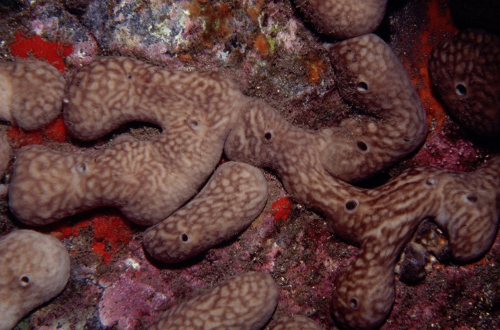 Chondrosia reniformis Chondrosia reniformis
