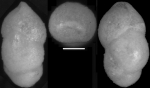 Chromista - Foraminifera (foraminifers)