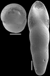 Pleurostomella incrassata Hantken, 1883. Identified specimen