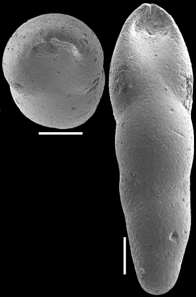 Pleurostomella incrassata Hantken, 1883. Identified specimen
