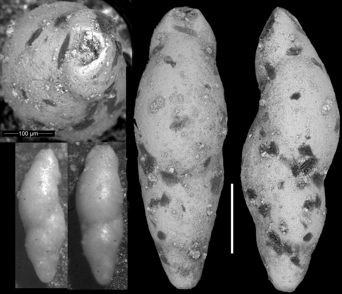 Pleurostomella velascoensis Cushman, 1926. Holotype