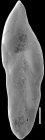 Pleurostomella lata Keyzer, 1953. Identified specimen