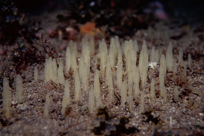 Ciocalypta penicillus Ciocalypta penicillus