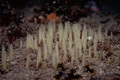 Porifera (sponges)