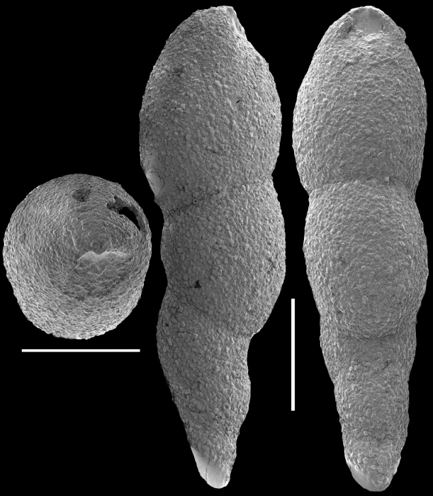 Pleurostomella nuttalli Cushman & Seigfus, 1939. Identified specimen