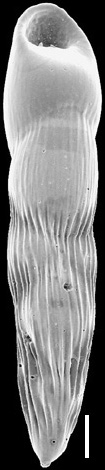 Pleurostomella sapperi Schubert, 1911. Identified specimen.
