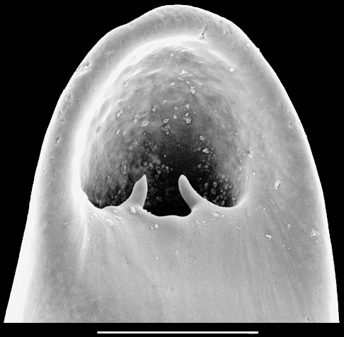 Pleurostomella sapperi Schubert, 1911. Identified specimen