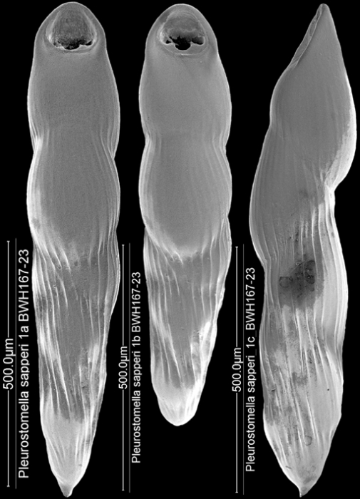 Pleurostomella sapperi Schubert, 1911. Identified specimen