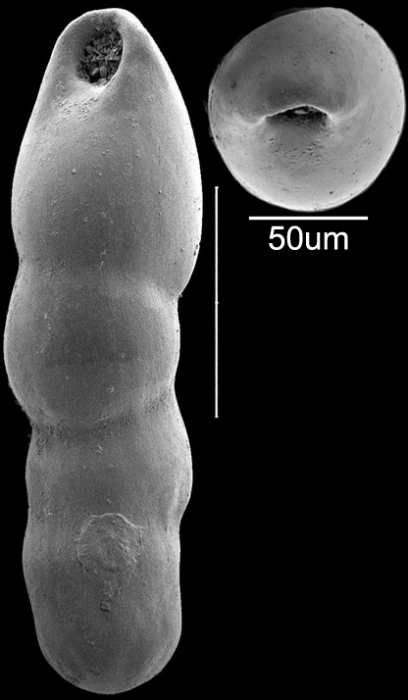 Pleurostomella subnodosa (Reuss, 1851) Identified specimen