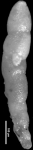 Nodosarella cuneata Loeblich & Tappan, 1946 Holotype, author: Hayward, Bruce