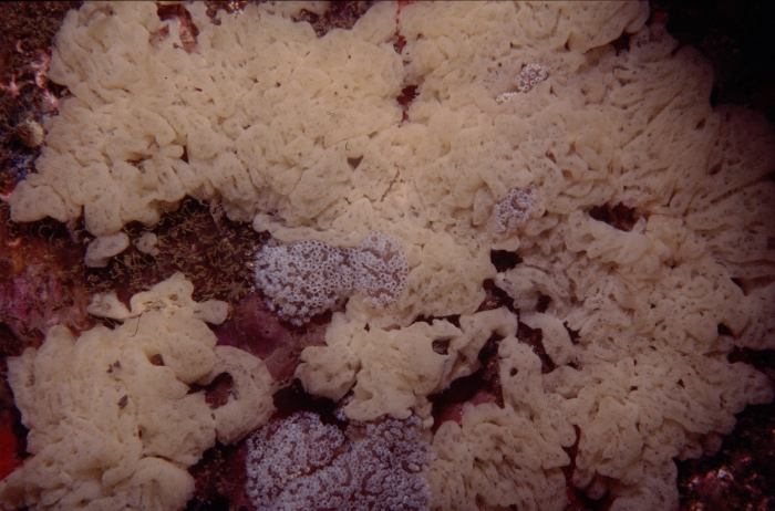 Clathrina cerebrum Clathrina cerebrum