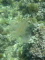 Ctenophora (sea gooseberries)