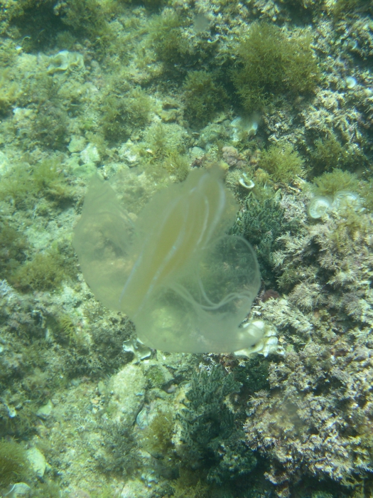 Leucothea multicornis Leucothea multicornis