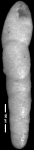Nodosarella subcylindrica Cushman, 1943. Holotype