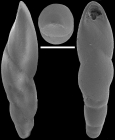 Pleurostomella tenuis Hantken, 1883. Identified specimen