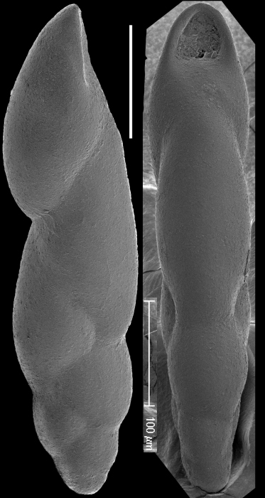 Pleurostomella tenuis Hantken, 1883. Identified specimen