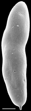 Pleurostomella tenuis Hantken, 1883. Identified specimen Pleurostomella tenuis Hantken, 1883. Identified specimen