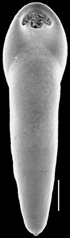 Pleurostomella tenuis Hantken, 1883. Identified specimen. Pleurostomella tenuis Hantken, 1883. Identified specimen.