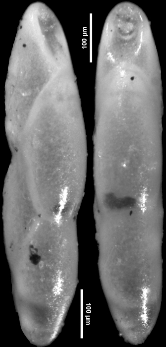 Pleurostomella schuberti var. dominicana Bermudez, 1949. Holotype Pleurostomella schuberti var. dominicana Bermudez, 1949. Holotype