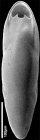 Pleurostomella wadowicensis Gryzbowski, 1896. Identified specimen