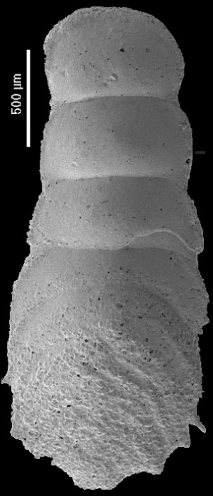 Vulvulina pennatula (Batsch, 1791). Identified specimen Vulvulina pennatula (Batsch, 1791). Identified specimen