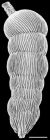 Rectuvigerina striata (Schwager, 1866) Identified specimen