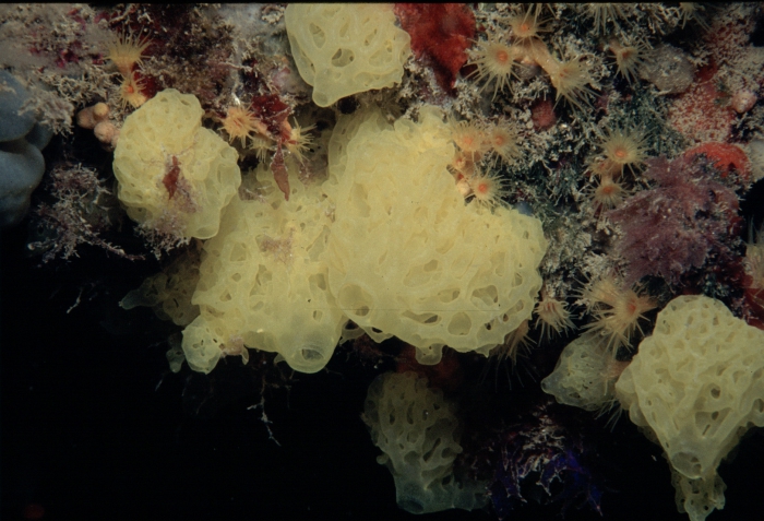 Clathrina clathrus Clathrina clathrus