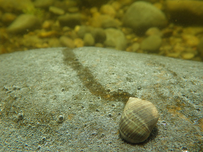 Littorina littorea tracks