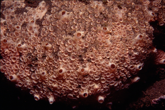 Hemimycale columella Hemimycale columella