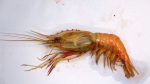 A new record of deep sea caridean shrimp Heterocarpus chani from the southern coast of India