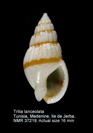 Tritia lanceolata