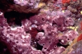 Porifera (sponges)