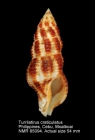 Turrilatirus craticulatus